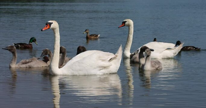 young swans with gray down instead of feathers floating on the lake, the younger generation swans in the summer season