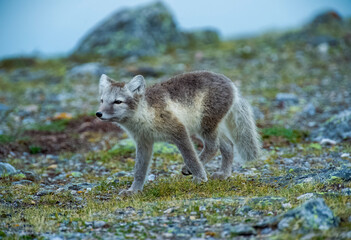 Arctic Fox - Svalbard