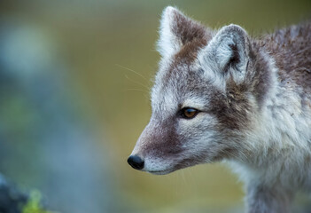 Arctic Fox - Svalbard