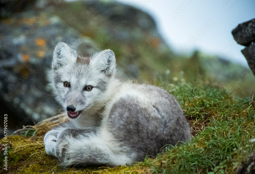 Poster Arctic Fox - Svalbard