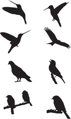 Birds silhouette
