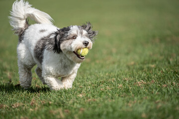 Cute Puppy Black and White Puppy Running with Ball.