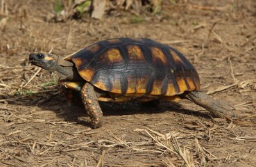 turtle on the ground