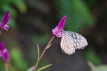 Beautiful scenery of butterflies fluttering between flowers.
