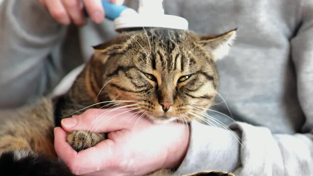Cat combing process.cat enjoys the process of brushing.Cat grooming.Pet care.Gray tabby cat close-up combing the hands of a man in a gray suit. 4k footage