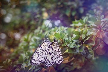 Beautiful scenery of butterflies fluttering between flowers.