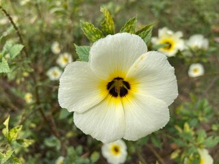 Focus on a white flower with a black and yellow center