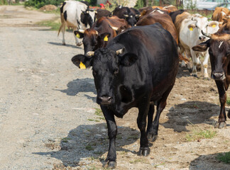 Cows are returning from the pasture. Animals in the city. Cattle.