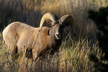 Bighorn Sheep in Garden of the Gods