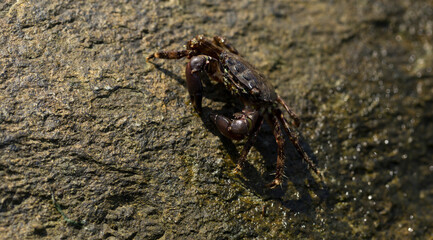 Pachygrapsus marmoratus is a species crab, sometimes called the marbled rock crab or marbled crab. Black Sea. Crab in the stones.