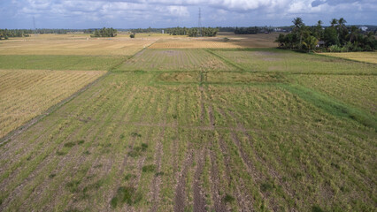 Aerial view of vast rice fields ready to be harvested in Kalimantan