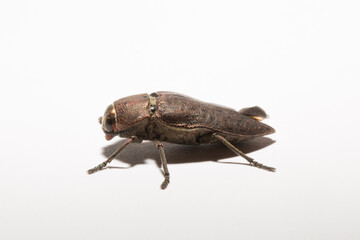 Perotis lugubris is a genus of beetles in the family Buprestidae.The insect is a parasite.