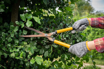 Gardener using a scissor to shearing and pruning plants in the garden.