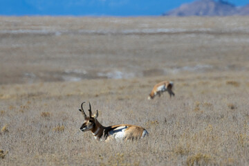 Fototapeta na wymiar Pronghorn Antelope in South Park