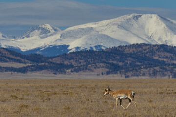 Pronghorn Antelope in South Park