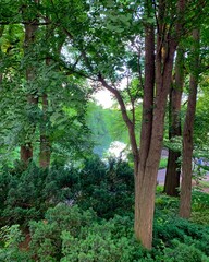 Trees in Central Park