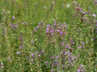 ミソハギの花
