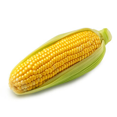 Ear of corn, corn cob isolated on transparent or white background, png