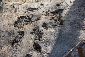 Beaver paw marks on the mud near a pond