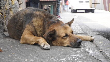 Perro callejero