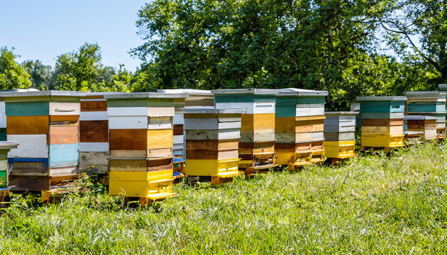 Many different beehives are installed in the apiary.