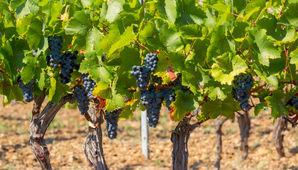 Bunches of plump grapes hang heavily from the vines, glistening with ripeness.