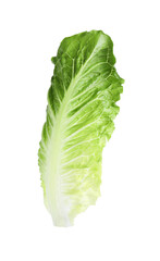 Fresh leaf of green romaine lettuce isolated on white