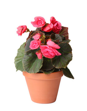 Beautiful begonia flower in pot isolated on white