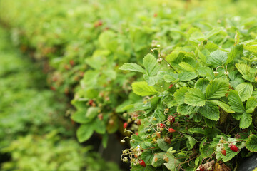 Wild strawberry bushes with berries growing on farm, space for text