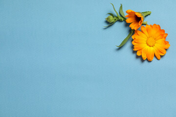 Beautiful fresh calendula flowers on light blue background, flat lay. Space for text