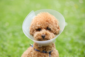 Cute Maltipoo dog wearing Elizabethan collar outdoors, closeup