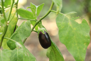 One small eggplant growing on stem outdoors