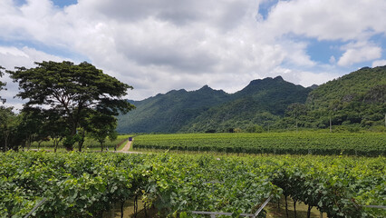 Fototapeta na wymiar vineyard in Thailand
