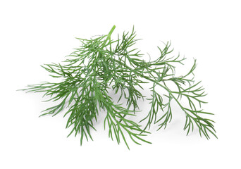 Sprigs of fresh dill isolated on white