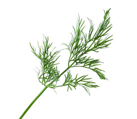 One sprig of fresh dill isolated on white