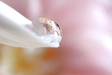 Macro photo of beautiful flower reflected in water drop on white petal against blurred pink background. Space for text