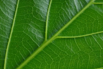 Macro photo of green leaf as background