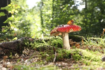 One poisonous mushroom growing in forest, closeup. Space for text