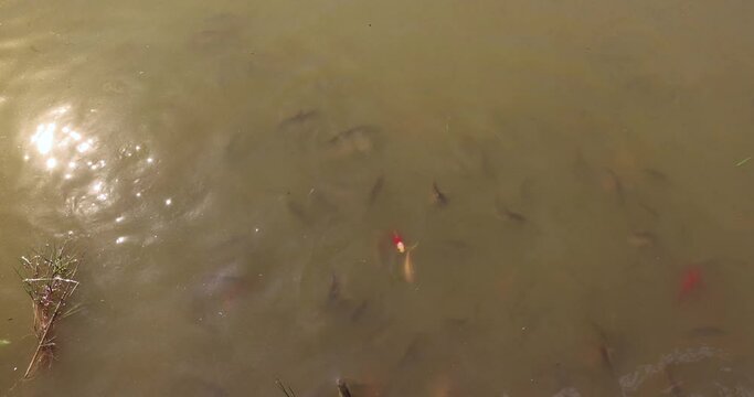 different types of fish in dirty swamp water during feeding, a large number of hungry fish that are fed bread