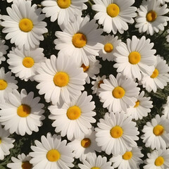 Fototapeta premium Close up background of chamomile flowers