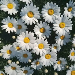 Close up white and yellow daisy flowers viewed from above. Floral background, springtime season.