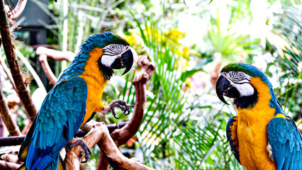 blue and gold macaw © Heather