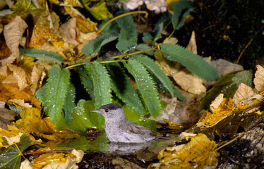 capinera (Sylvia atricapilla) blackcap