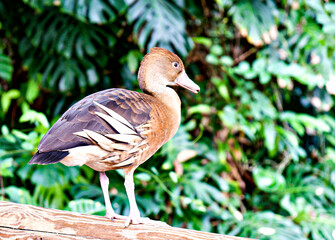 duck in the zoo