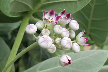 A Closeup Look of Calotropis gigantea Flowers