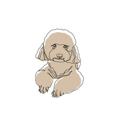 Cute poodle, continuous line drawing, dog pet small tattoo, doggy print for clothes, silhouette one single line on white background, isolated vector illustration.