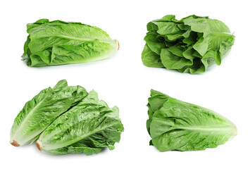 Fresh romaine lettuce heads isolated on white