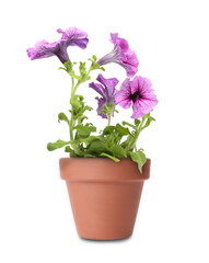 Naklejka na ściany i meble Beautiful petunia in terracotta flower pot isolated on white