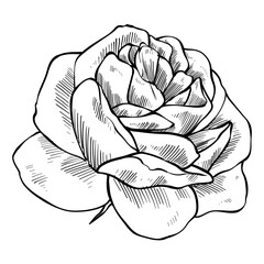 Rose vintage handdrawn illustration