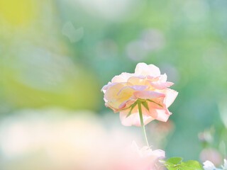 ふんわりとした薄ピンク色のバラの花